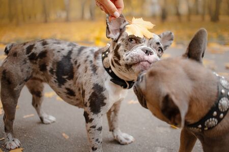 french bulldog dog posing with a maple leaf on the headの写真素材