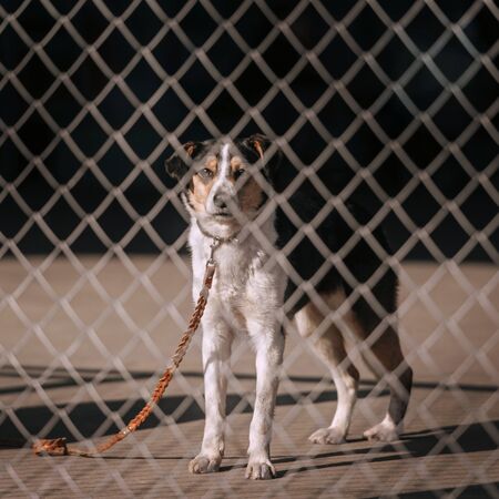 mixed breed shelter dog waiting for adoption behind the fenceの写真素材