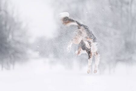 Happy border collie jumping in the snow for a walk in the parkの写真素材