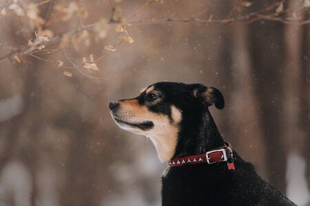 mixed breed dog posing outdoors in winterの写真素材