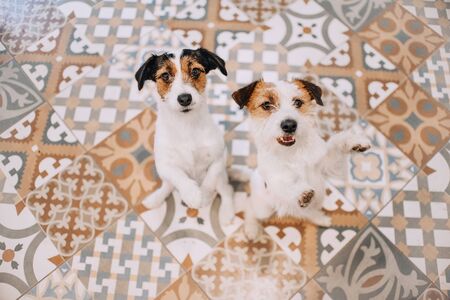 Two jack russell terriers dogs stand on their hind legs