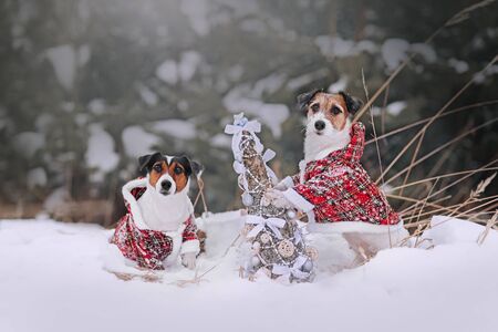 Two Jack russell terrier dogs in jackets sitting next to christmas treeの写真素材
