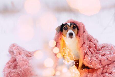 Jack russell terrier dog is wrapped in a pink scarfの写真素材