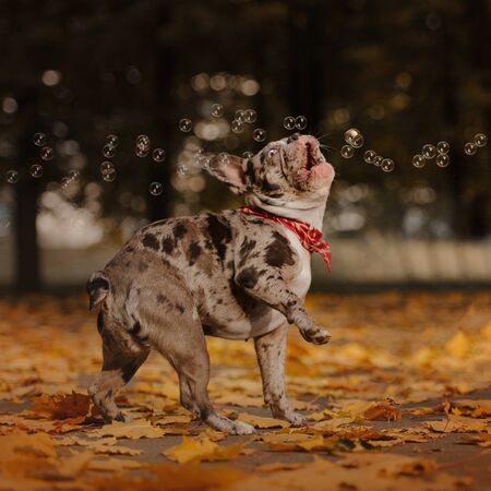 funny french bulldog catching bubbles outdoors in autumnの写真素材