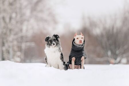 two adorable dogs sitting together outdoors in winter