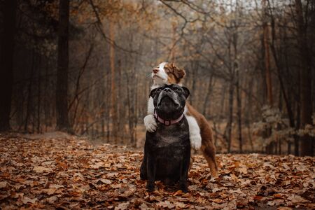 two dogs posing together in autumn forest