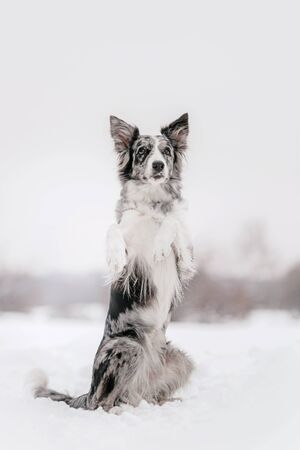 adorable border collie dog begging outdoors in winterの写真素材