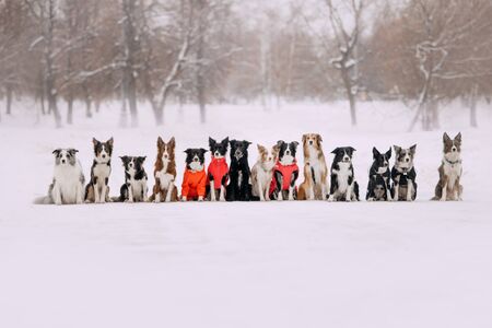 group of border collie dog sitting together outdoors in winterの写真素材