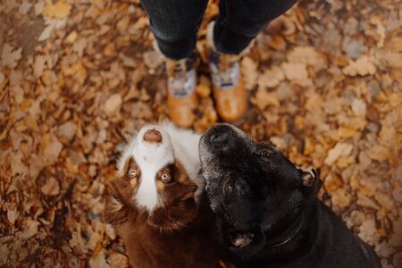 two dogs looking up at the owner outdoors