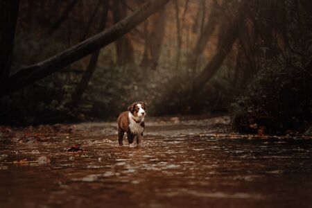 australian shepherd puppy standing in the riverの写真素材