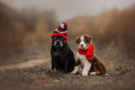 two dogs wearing a scarf and a hat posing outdoorsの写真素材