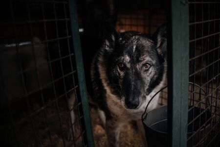 old dog in animal shelter cage, waiting for adoption