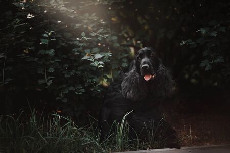 black english cocker spaniel dog sitting in the bushes outdoors