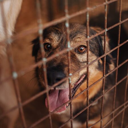 mixed breed dog behind bars in animal shelter