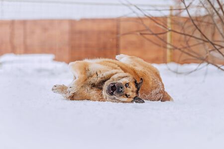 happy shelter dog rolling in the snow outdoorsの写真素材