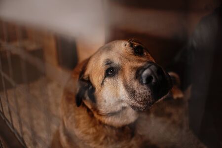 sad large shelter dog posing in a cage
