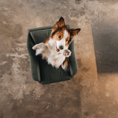 happy border collie siting on the chair, view from the top