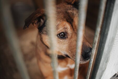 red mixed breed dog close up portrait behind the fence in animal shelter