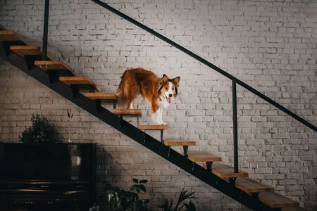 happy border collie dog standing on staircase indoorsの写真素材