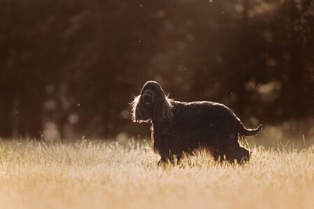 english cocker spaniel dog posing outdoors in sunlight