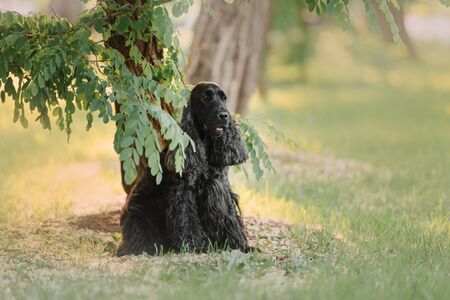 english cocker spaniel dog sitting under the tree in summerの写真素材