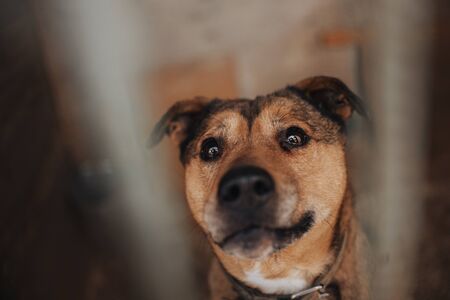 red shelter dog posing in a shelter waiting for adoption