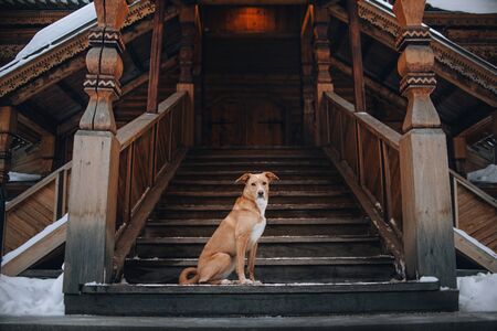 mixed breed dog sitting by the house stepsの写真素材