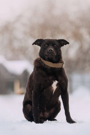 large black mixed breed dog sitting in the snowの写真素材