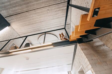 border collie dog looks down from the second floor indoors