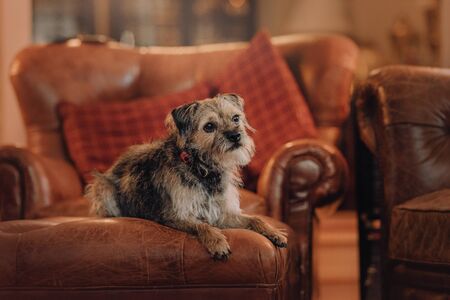 mixed breed dog resting on a sofa indoorsの写真素材