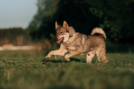 happy grey mixed breed dog running on a summer fieldの写真素材