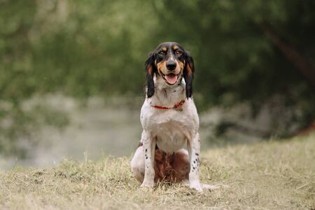 happy spaniel mix dog sitting outdoors in summerの写真素材