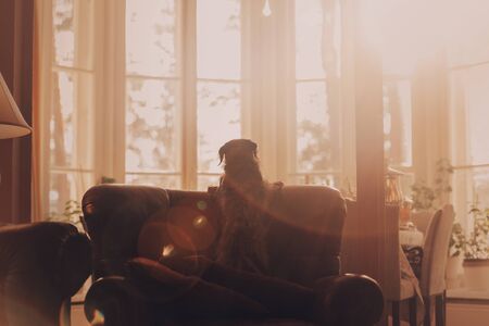 small mixed breed dog standing on a sofa looking to the windowsの写真素材