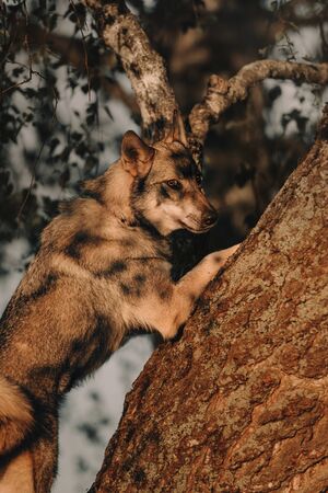 young grey mixed breed dog posing by a tree outdoorsの写真素材