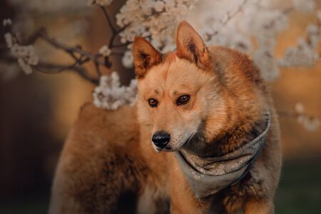 red mixed breed dog in a bandana posing under a blooming tree in the evening lightの写真素材