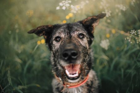 happy old grey mixed breed dog portrait outdoors in summerの写真素材