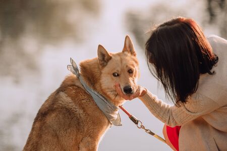 adorable mixed breed dog posing with owner outdoors