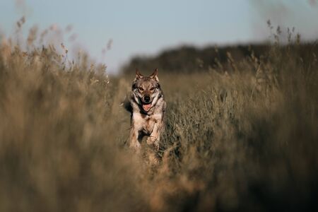 happy grey mixed breed dog running on a summer fieldの写真素材