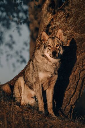 young grey mixed breed dog posing by a tree in summerの写真素材