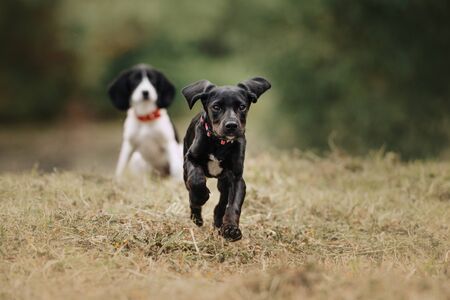 black pointer mix puppy running outdoors in summerの写真素材