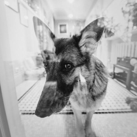 german shepherd dog looking outdoors from behind the glass doors
