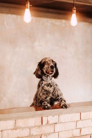 english setter dog posing by the counter indoorsの写真素材