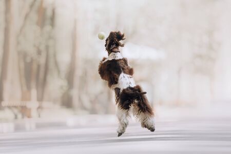 cocker spaniel dog jumping to catch a tennis ball, rear view