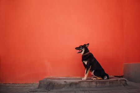 happy mixed breed dog sitting outdoors in front of a red wallの写真素材