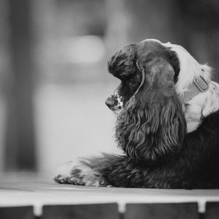 american cocker spaniel dog profile portrait lying downの写真素材