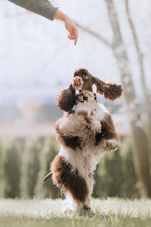 happy cocker spaniel dog spinning around on hind legs outdoors