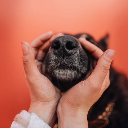 close up of dog nose with owner hands on red backgroundの写真素材
