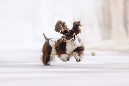 funny american cocker spaniel dog playing with a tennis ballの写真素材
