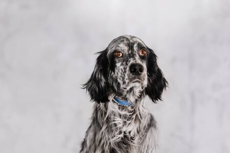 english setter dog in blue collar portrait indoorsの写真素材