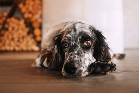 sad english setter dog lying down on the floorの写真素材